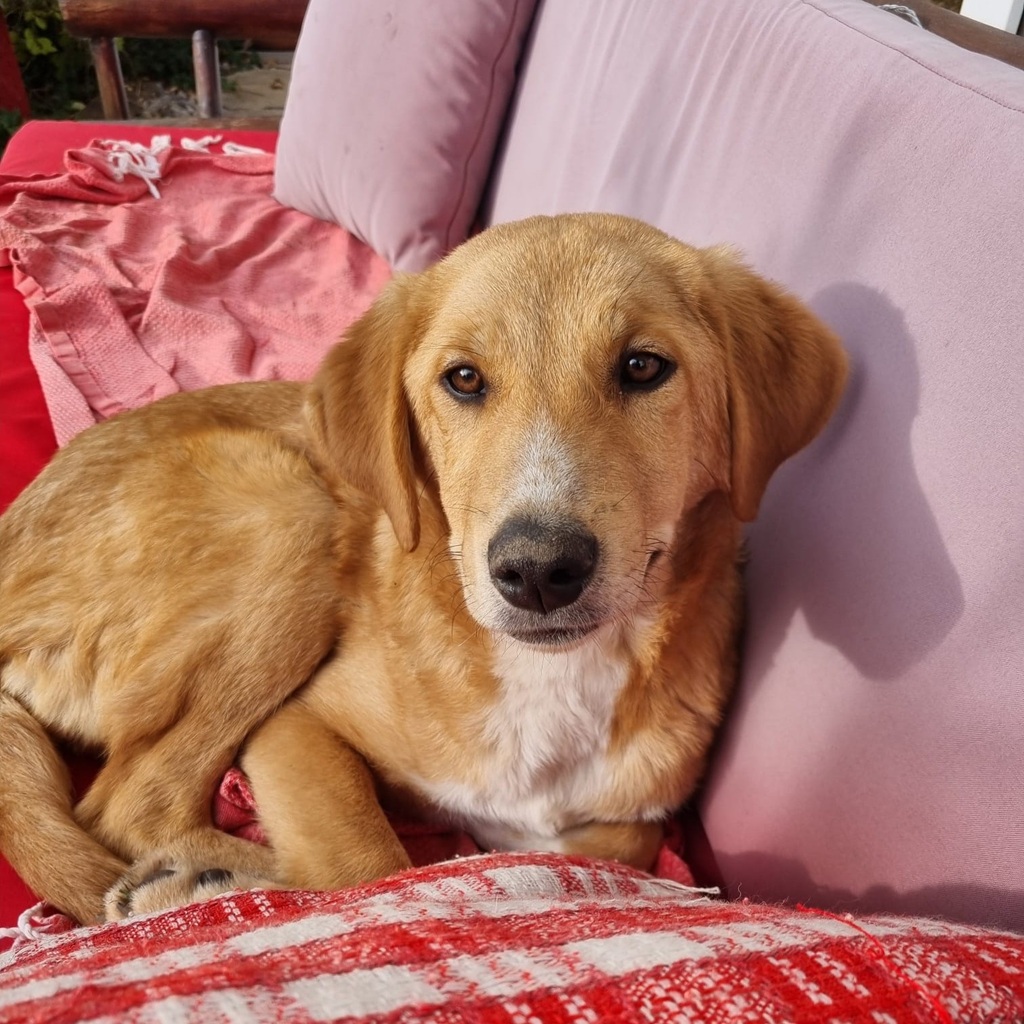 Mischling Sina, 06/2025, Endgröße ca. 58 cm, 85521 Riemerling