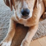 Mischling Sina, 06/2025, Endgröße ca. 58 cm, 85521 Riemerling