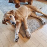 Mischling Sina, 06/2025, Endgröße ca. 58 cm, 85521 Riemerling