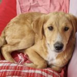 Mischling Sina, 06/2025, Endgröße ca. 58 cm, 85521 Riemerling