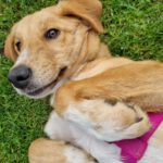 Mischling Sina, 06/2025, Endgröße ca. 58 cm, 85521 Riemerling