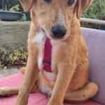 Mischling Sina, 06/2025, Endgröße ca. 58 cm, 85521 Riemerling