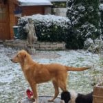 Mischling Sina, 06/2025, Endgröße ca. 58 cm, 85521 Riemerling