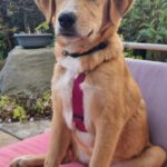 Mischling Sina, 06/2025, Endgröße ca. 58 cm, 85521 Riemerling