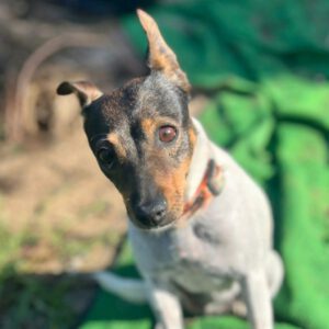 Bodeguero Tequila, 04/2018, ca. 32 cm