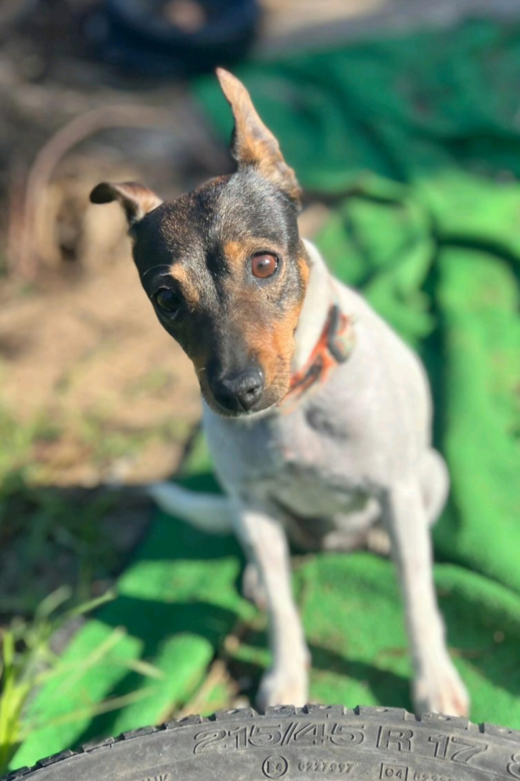 Bodeguero Tequila, 04/2018, ca. 32 cm