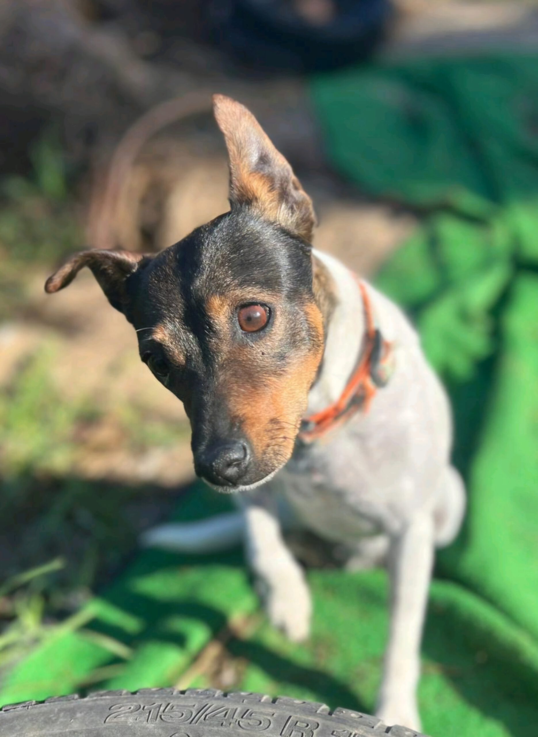 Bodeguero Tequila, 04/2018, ca. 32 cm