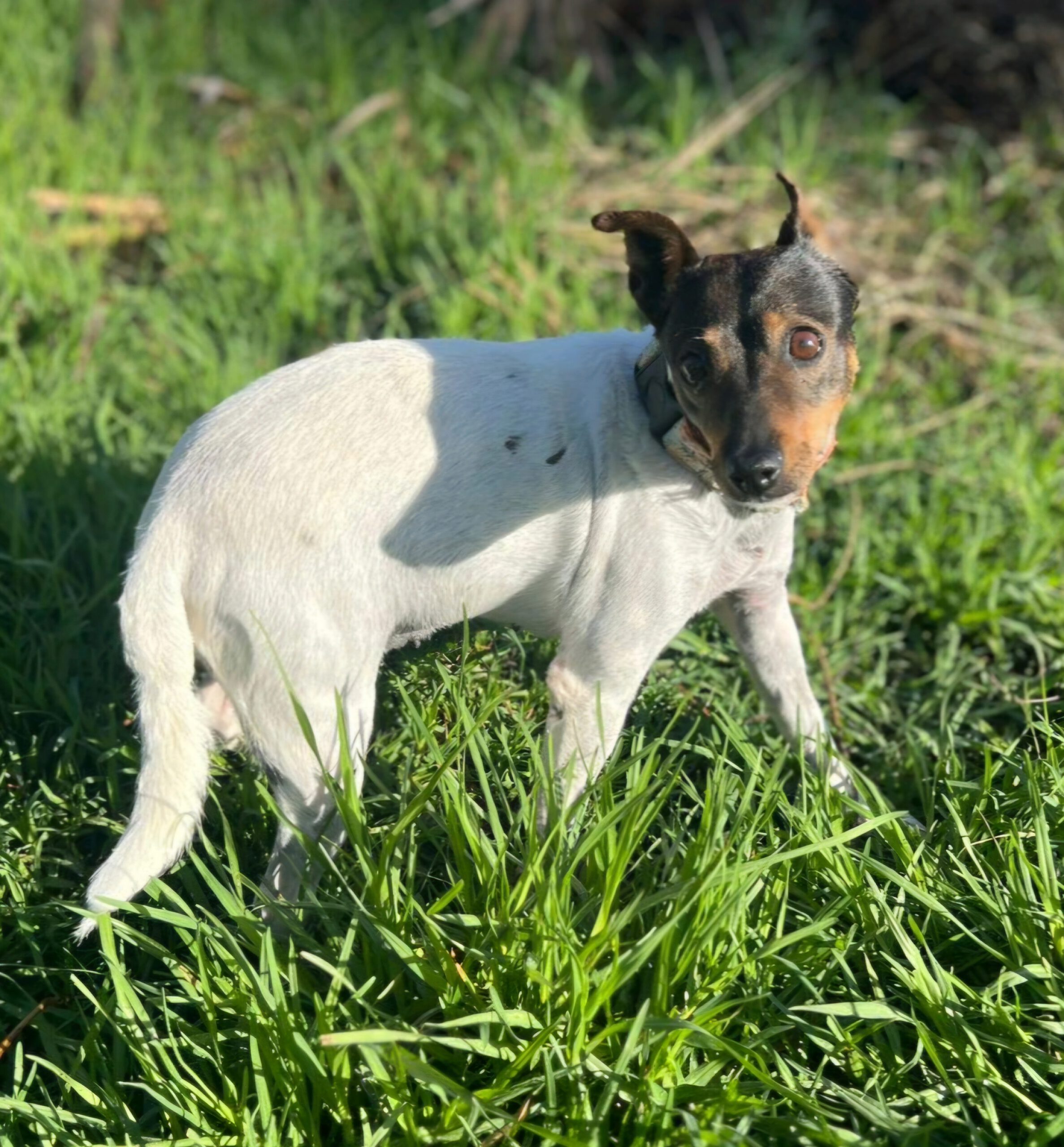 Bodeguero Tequila, 04/2018, ca. 32 cm