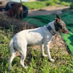 Bodeguero Tequila, 04/2018, ca. 32 cm