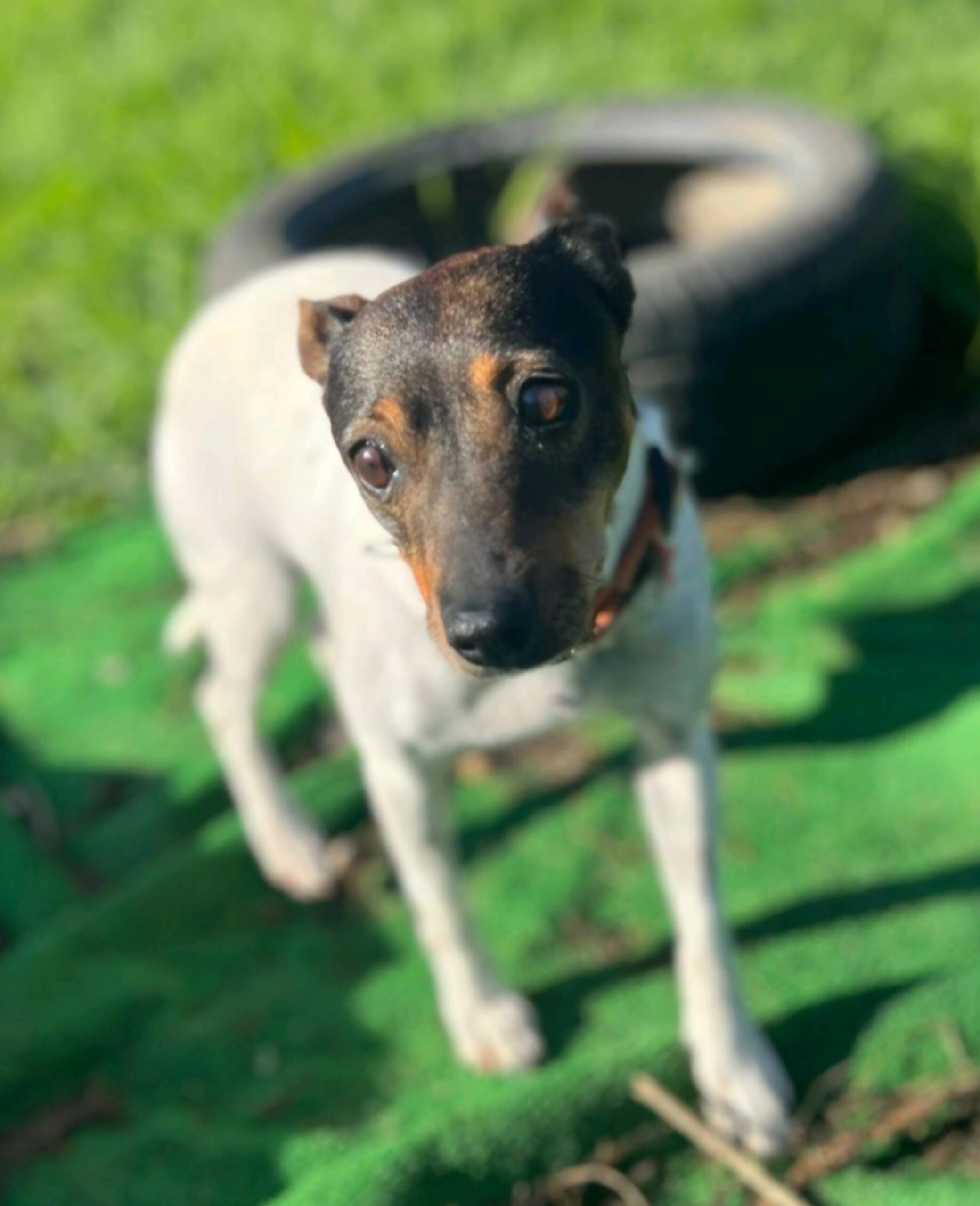 Bodeguero Tequila, 04/2018, ca. 32 cm