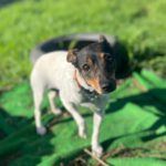 Bodeguero Tequila, 04/2018, ca. 32 cm