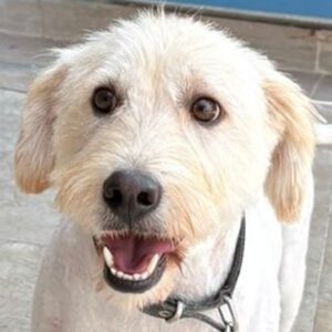 Pudel-Terrier-Mischling Vincent, 06/2022, ca. 44 cm,29690 Büchten