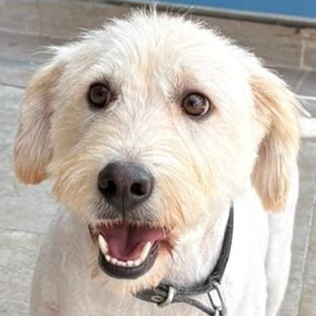 Pudel-Terrier-Mischling Vincent, 06/2022, ca. 44 cm,29690 Büchten