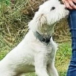 Pudel-Terrier-Mischling Vincent, 06/2022, ca. 44 cm,29690 Büchten