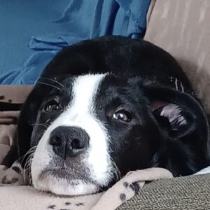 Mischling Wilma, 08/2025, Endgröße ca. 55 cm, 22926 Ahrensburg