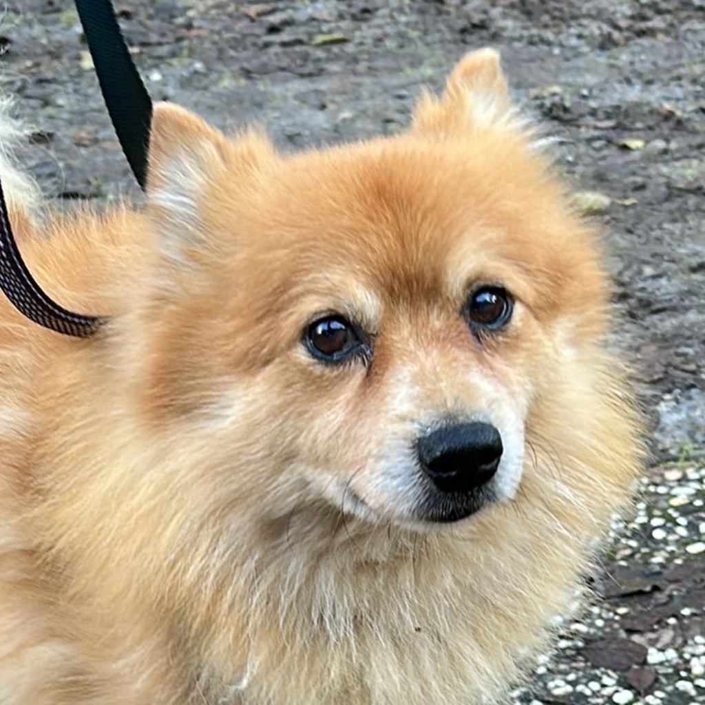 Pomeranian Yacky, 04/2017, ca. 30 cm, 42117 Wuppertal