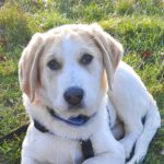 Mischling Aimo, 07/2025, Endgröße ca. 60-65 cm, 28717 Bremen