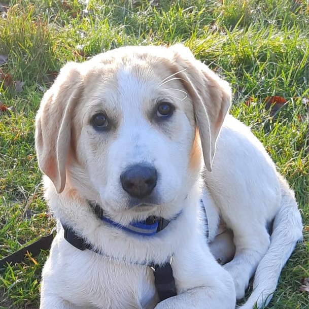 Mischling Aimo, 07/2025, Endgröße ca. 60-65 cm, 28717 Bremen