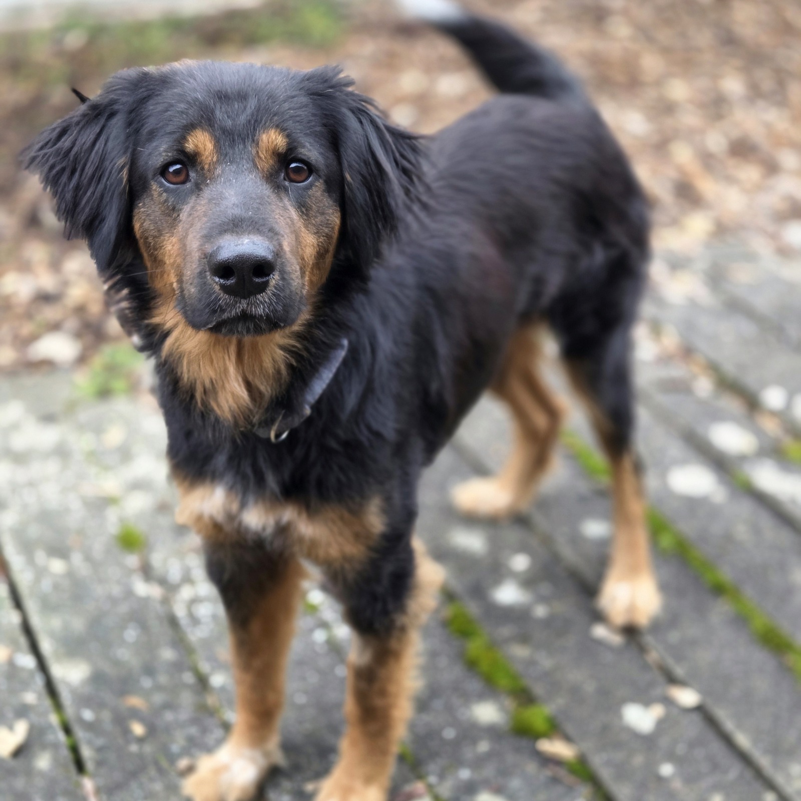 Mischling Alma, 10/2024, ca. 60 cm, 86947 Weil