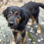 Mischling Alma, 10/2024, ca. 60 cm, 86947 Weil