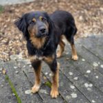 Mischling Alma, 10/2024, ca. 60 cm, 86947 Weil