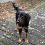 Mischling Alma, 10/2024, ca. 60 cm, 86947 Weil