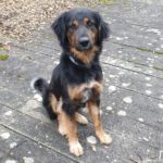 Mischling Alma, 10/2024, ca. 60 cm, 86947 Weil