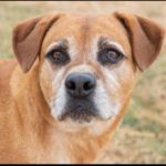 Mischling Angel, 08/2015, ca. 60 cm