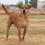 Mischling Angel, 08/2015, ca. 60 cm