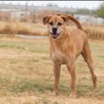 Mischling Angel, 08/2015, ca. 60 cm