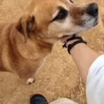 Mischling Angel, 08/2015, ca. 60 cm