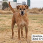 Mischling Angel, 08/2015, ca. 60 cm