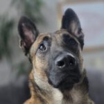 Malinois Mischling Anubis, 06/2023, ca. 60 cm, 63628 Bad Soden-Salmünster