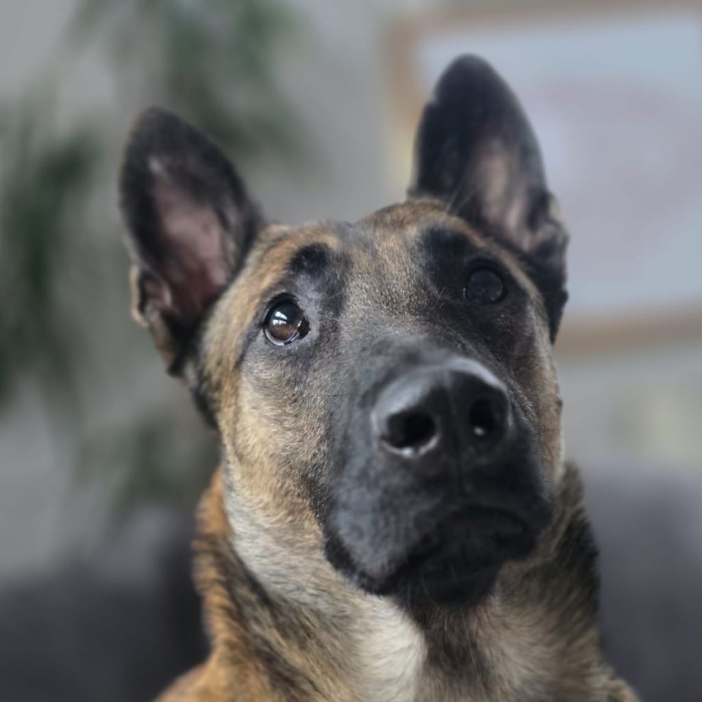 Malinois Mischling Anubis, 06/2023, ca. 60 cm, 63628 Bad Soden-Salmünster