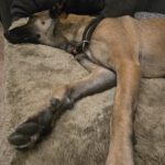 Malinois Mischling Anubis, 06/2023, ca. 60 cm, 63628 Bad Soden-Salmünster