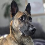 Malinois Mischling Anubis, 06/2023, ca. 60 cm, 63628 Bad Soden-Salmünster