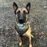 Malinois Mischling Anubis, 06/2023, ca. 60 cm, 63628 Bad Soden-Salmünster