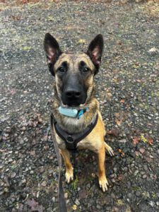 Malinois Mischling Anubis, 06/2023, ca. 60 cm