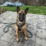 Malinois Mischling Anubis, 06/2023, ca. 60 cm, 63628 Bad Soden-Salmünster