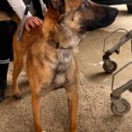 Malinois Mischling Anubis, 06/2023, ca. 60 cm, 63628 Bad Soden-Salmünster