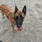 Malinois Mischling Anubis, 06/2023, ca. 60 cm, 63628 Bad Soden-Salmünster