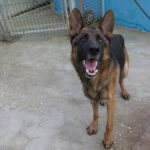 Deutscher Schäferhund Arzak, 10/2023, ca. 60 cm