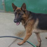 Deutscher Schäferhund Arzak, 10/2023, ca. 60 cm
