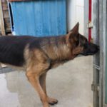 Deutscher Schäferhund Arzak, 10/2023, ca. 60 cm