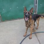 Deutscher Schäferhund Arzak, 10/2023, ca. 60 cm