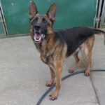 Deutscher Schäferhund Arzak, 10/2023, ca. 60 cm