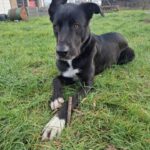 Mischling Asterix, 11/2023, ca. 65 cm, 41379 Brüggen