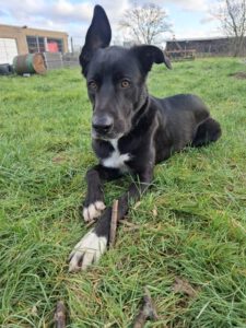 Mischling Asterix, 11/2023, ca. 65 cm, 41379 Brüggen