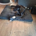 Mischling Asterix, 11/2023, ca. 65 cm, 41379 Brüggen