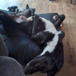 Mischling Asterix, 11/2023, ca. 65 cm, 41379 Brüggen